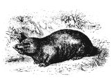 Mole Rat (Aspalax typhlus), Heb.TiNSheMeTh (Lev.11.30), ChaPhoR PeROTh (Is.2.20)